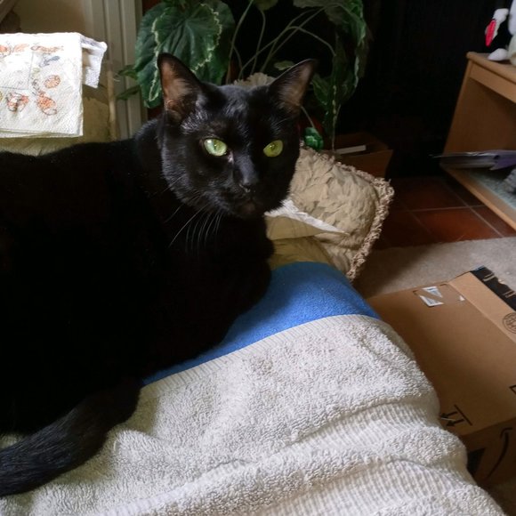 Cats, but nobody wants 'em!!!! - Picture 5 of 5